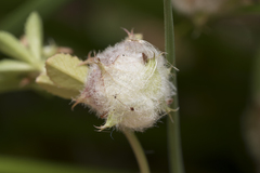 Trifolium tomentosum