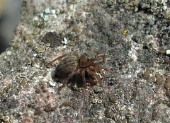 Euophrys frontalis