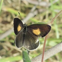 Candalides xanthospilos