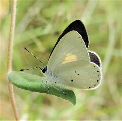 Candalides xanthospilos