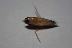 Anisops