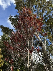 Myrsine salicina