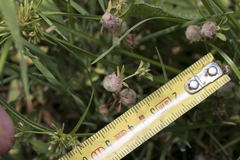 Trifolium tomentosum