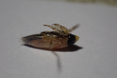 Anisops