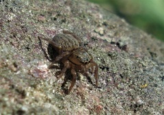 Euophrys frontalis