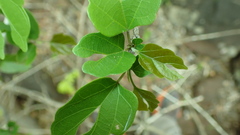 Ayenia heterophylla