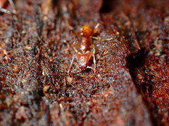 Orectognathus antennatus