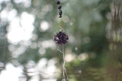 Gasteracanthinae
