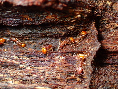 Orectognathus antennatus