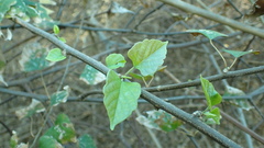 Ayenia heterophylla