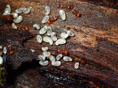 Orectognathus antennatus