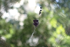 Gasteracanthinae