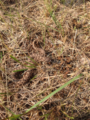 Heterodon nasicus