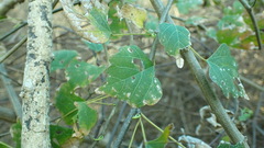 Ayenia heterophylla