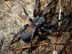 Uliodon