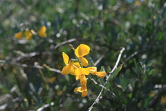 Calobota cytisoides