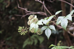 Eleutherococcus trifoliatus