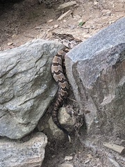 Crotalus horridus