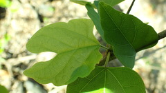 Ayenia heterophylla