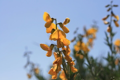 Calobota cytisoides