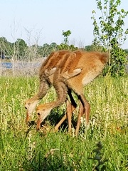 Antigone canadensis pratensis