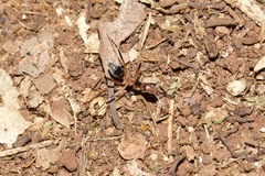 Leptomyrmex cnemidatus