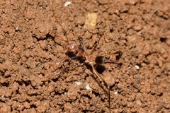 Leptomyrmex cnemidatus
