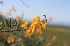 Calobota cytisoides