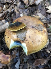 Cyanoboletus pulverulentus
