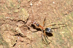 Leptomyrmex cnemidatus