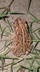 Incilius mazatlanensis