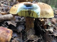 Cyanoboletus pulverulentus