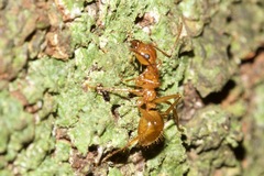 Notoncus spinisquamis