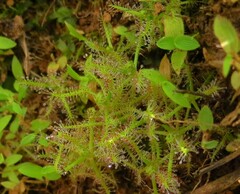 Drosera indica