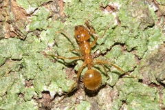 Notoncus spinisquamis