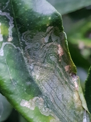 Phyllocnistis citrella