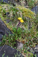 Tephroseris integrifolia atropurpurea