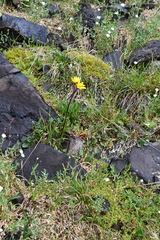 Tephroseris integrifolia atropurpurea