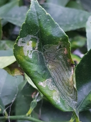 Phyllocnistis citrella