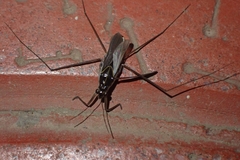 Limnogonus