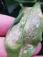 Phyllocnistis citrella