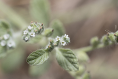 Heliotropium supinum