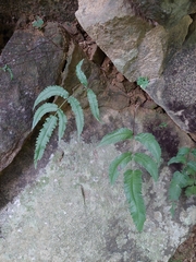 Athyrium cumingianum