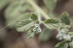 Heliotropium supinum