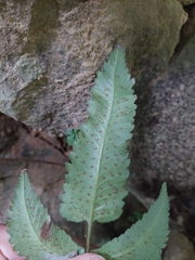 Athyrium cumingianum