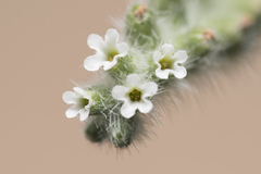 Heliotropium supinum