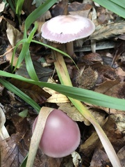 Mycena rosea