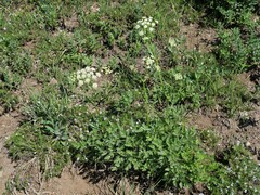 Ligusticum grayi