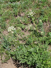 Ligusticum grayi