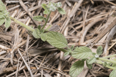 Heliotropium supinum